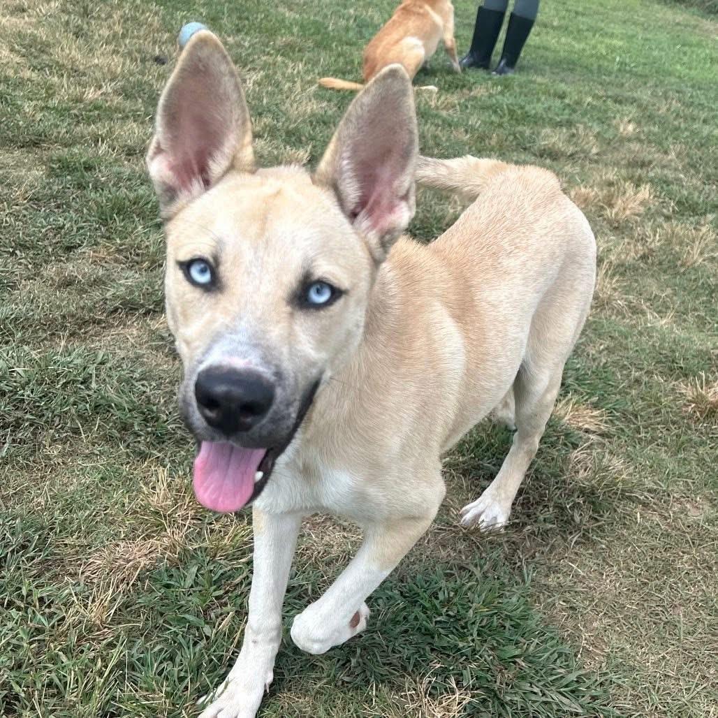 Enlarge Raye, a Adoptable mixed breed in Oswego, IL image 1/6