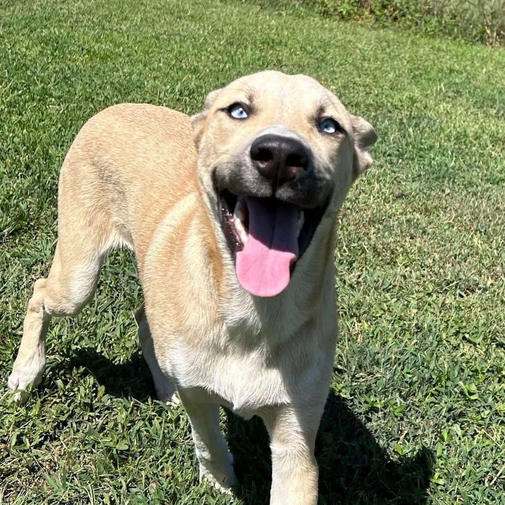Enlarge Raye, a Adoptable mixed breed in Oswego, IL image 4/6