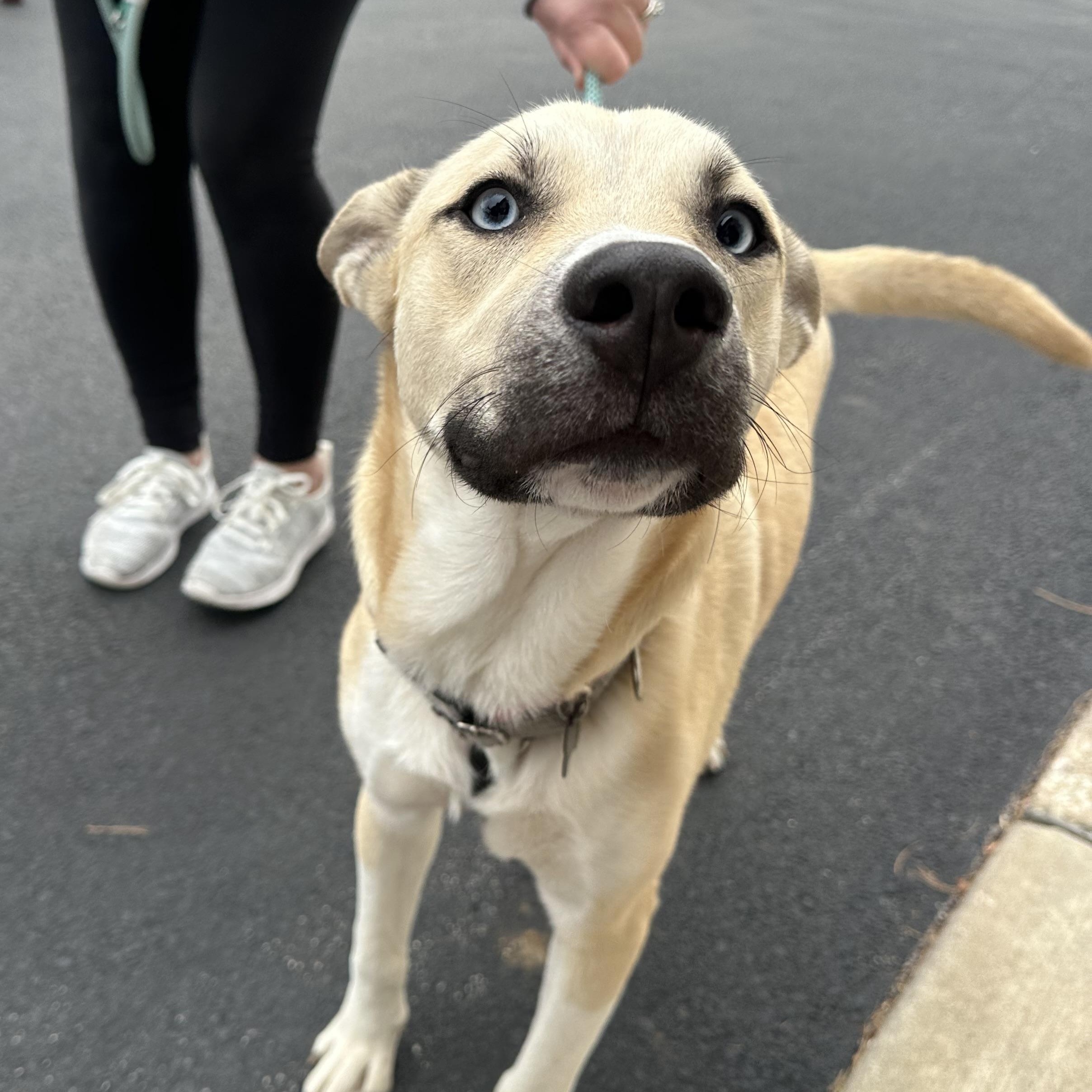 Enlarge Raye, a Adoptable mixed breed in Oswego, IL image 2/6