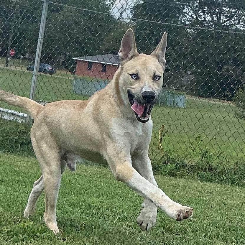 Enlarge Raye, a Adoptable mixed breed in Oswego, IL image 5/6
