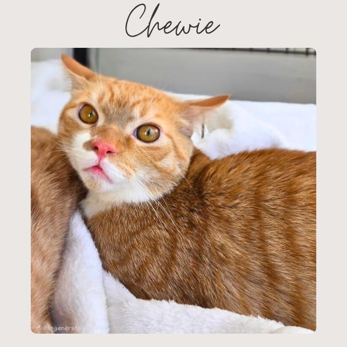 CHEWIE, Adoptable, Young Male Domestic Short Hair & Tabby.