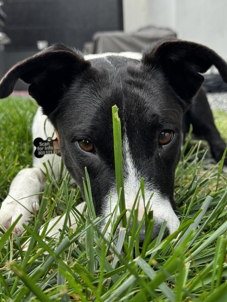 COSMO, Adoptable, Puppy Male Border Collie.
