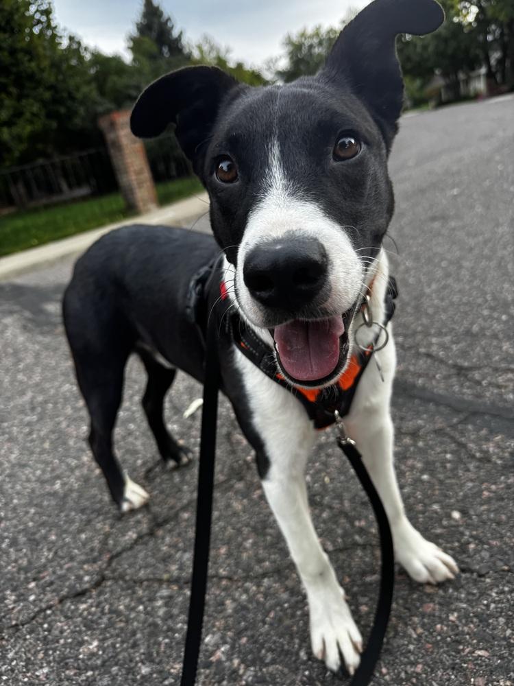 Enlarge COSMO, a Adoptable Border Collie in Thornton, CO image 2/2
