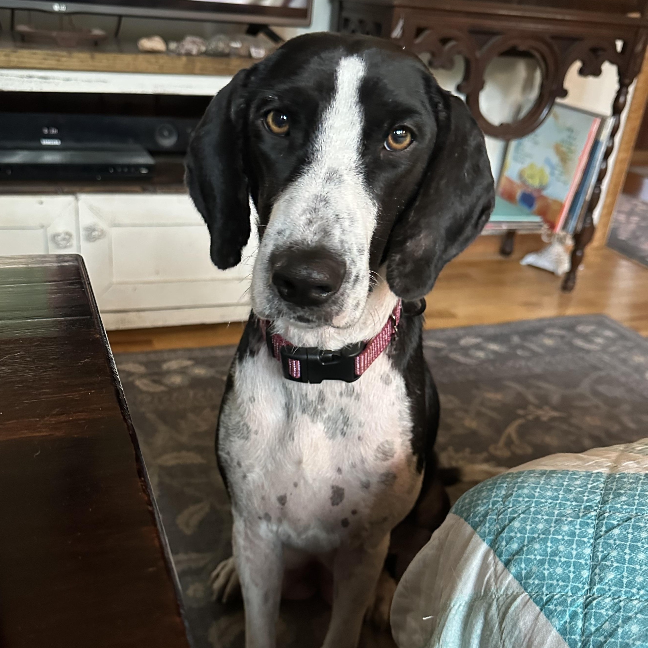 Skye, an adoptable Mixed Breed in Iron River, MI, 49935 | Photo Image 1