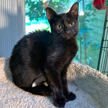 SNUGGLY SLIPPERS!, a Adoptable mixed breed in Danbury, CT image 1/6