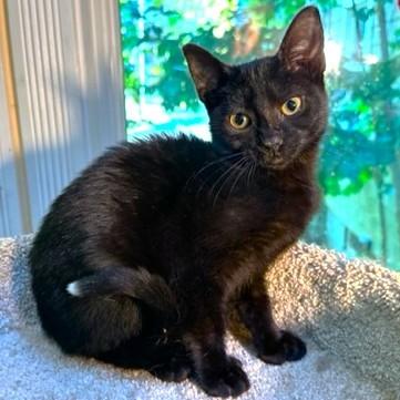 SNUGGLY SLIPPERS!, a Adoptable mixed breed in Danbury, CT image 3/6