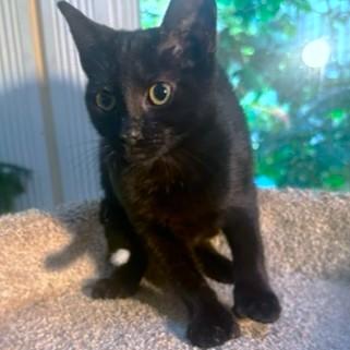 SNUGGLY SLIPPERS!, a Adoptable mixed breed in Danbury, CT image 5/6