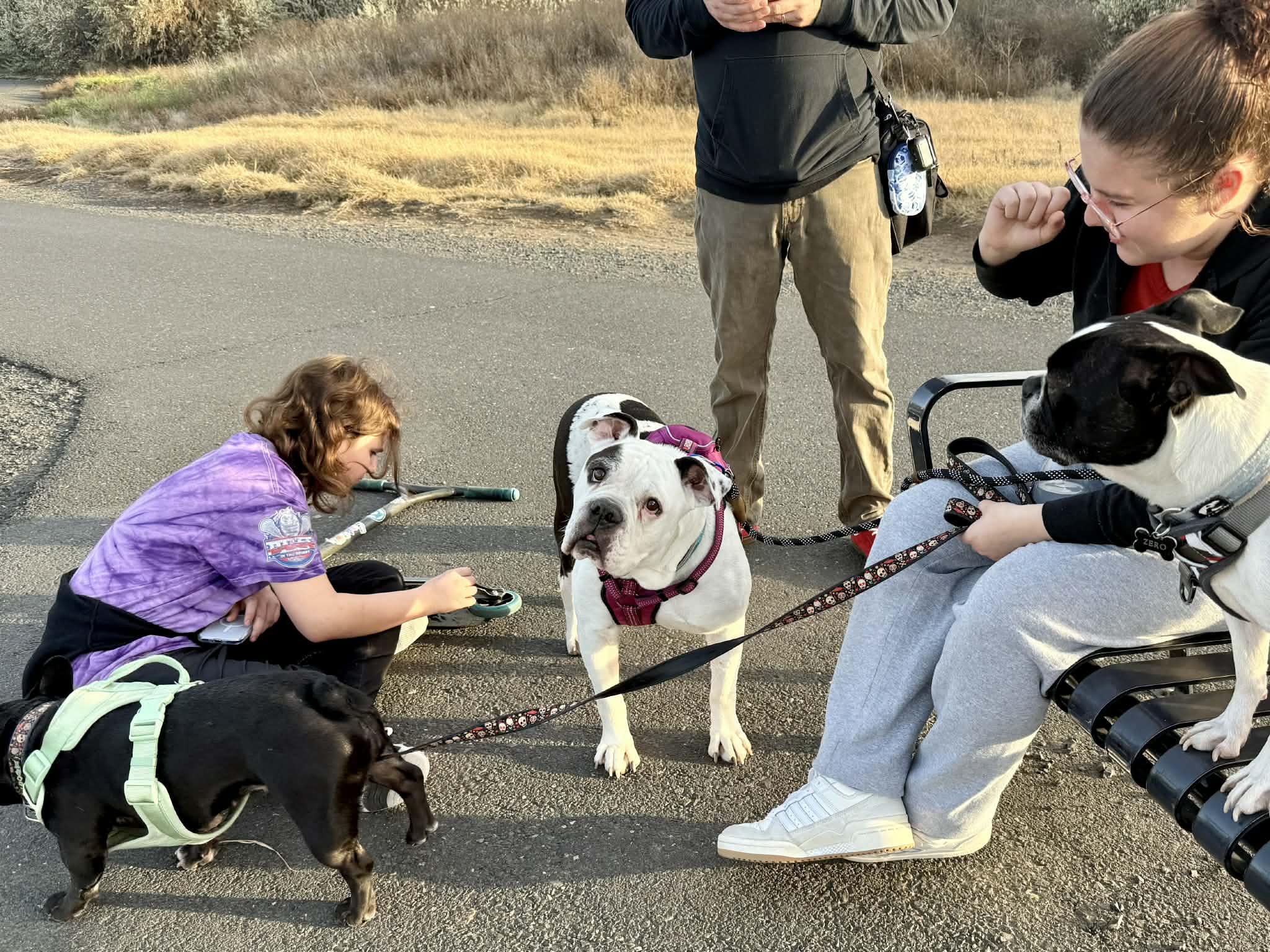 Enlarge Boomer, a ADOPTABLE mixed breed in Hermiston, OR image 3/5