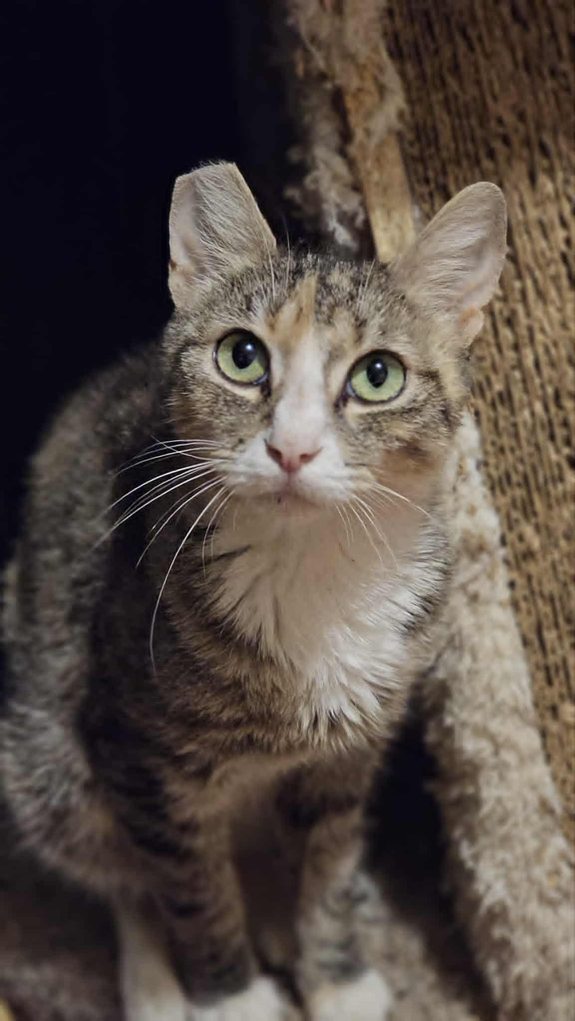 Sandy, Adoptable, Adult Female Domestic Short Hair.