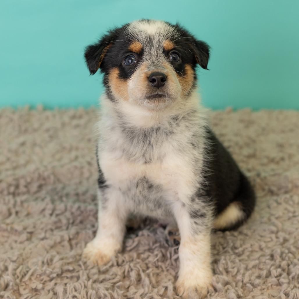 Cracklin' Corn Ribs, Adoptable, Puppy Male Australian Shepherd & Australian Cattle Dog / Blue Heeler.
