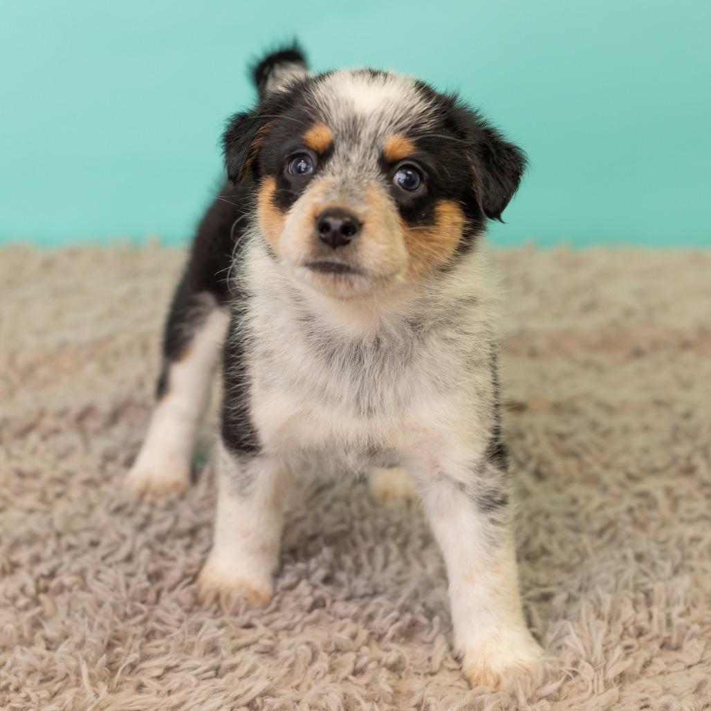 Enlarge Cracklin' Corn Ribs, a Adoptable mixed breed in St. Paul, MN image 2/6