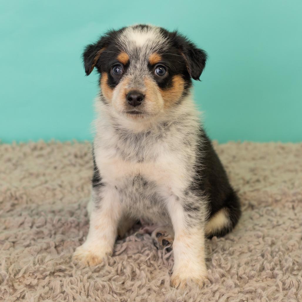 Enlarge Cracklin' Corn Ribs, a Adoptable mixed breed in St. Paul, MN image 3/6