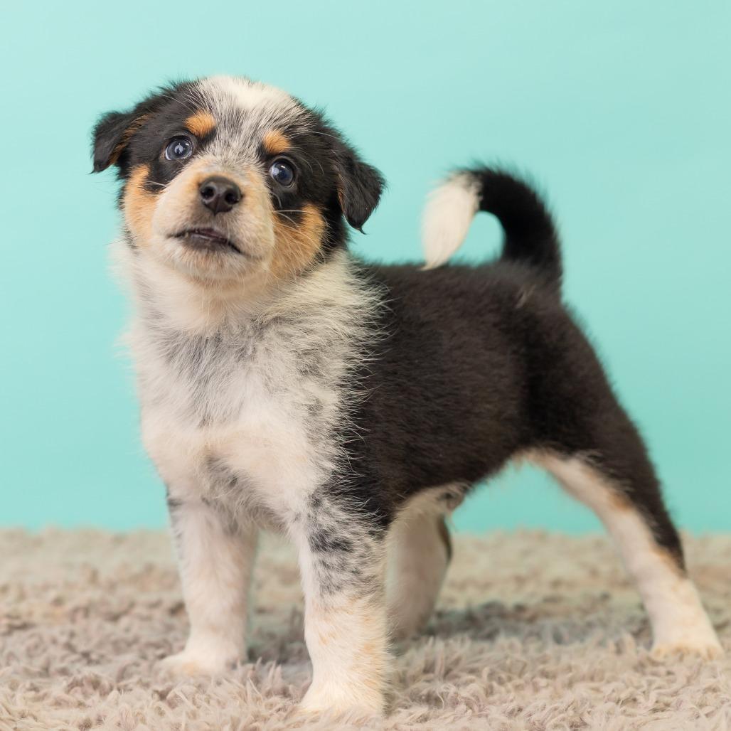 Enlarge Cracklin' Corn Ribs, a Adoptable mixed breed in St. Paul, MN image 4/6