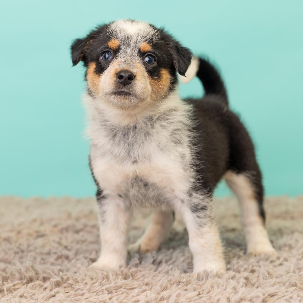 Enlarge Cracklin' Corn Ribs, a Adoptable mixed breed in St. Paul, MN image 5/6