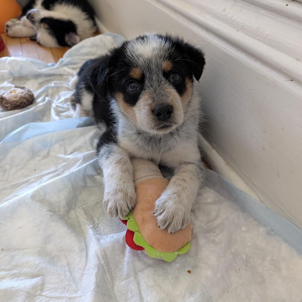 Enlarge Cracklin' Corn Ribs, a Adoptable mixed breed in St. Paul, MN image 6/6