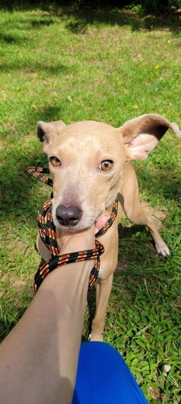 Split Pea - Mom to Peas Pups, Adoptable, Young Female Whippet & Blue Lacy.