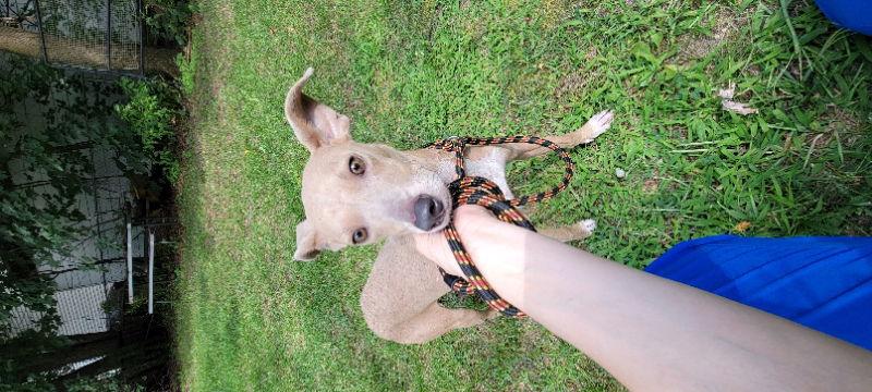 Enlarge Split Pea - Mom to Peas Pups, a Adoptable mixed breed in Wyoming, MI image 2/2