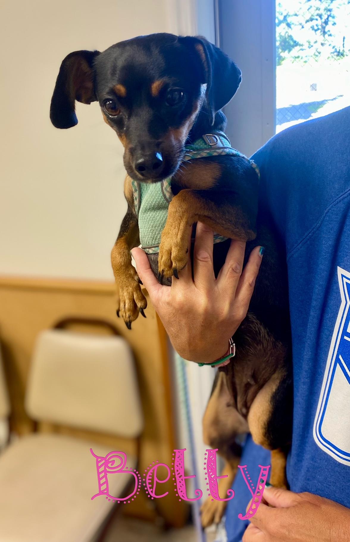 Enlarge COURTESY POST FOR WASA Betty, a Adoptable mixed breed in Westport, CT image 1/2