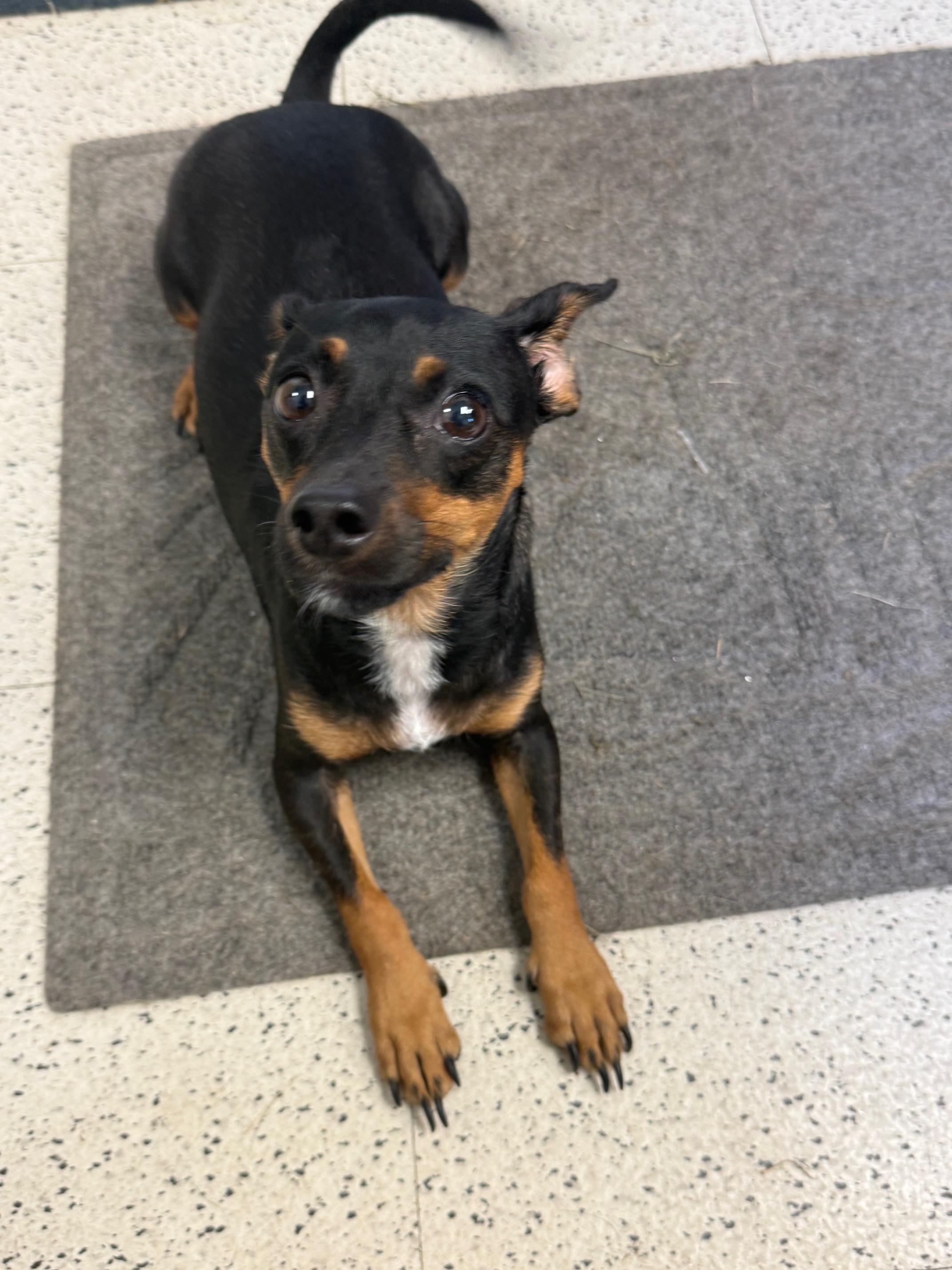 Enlarge COURTESY POST FOR WASA Betty, a Adoptable mixed breed in Westport, CT image 2/2