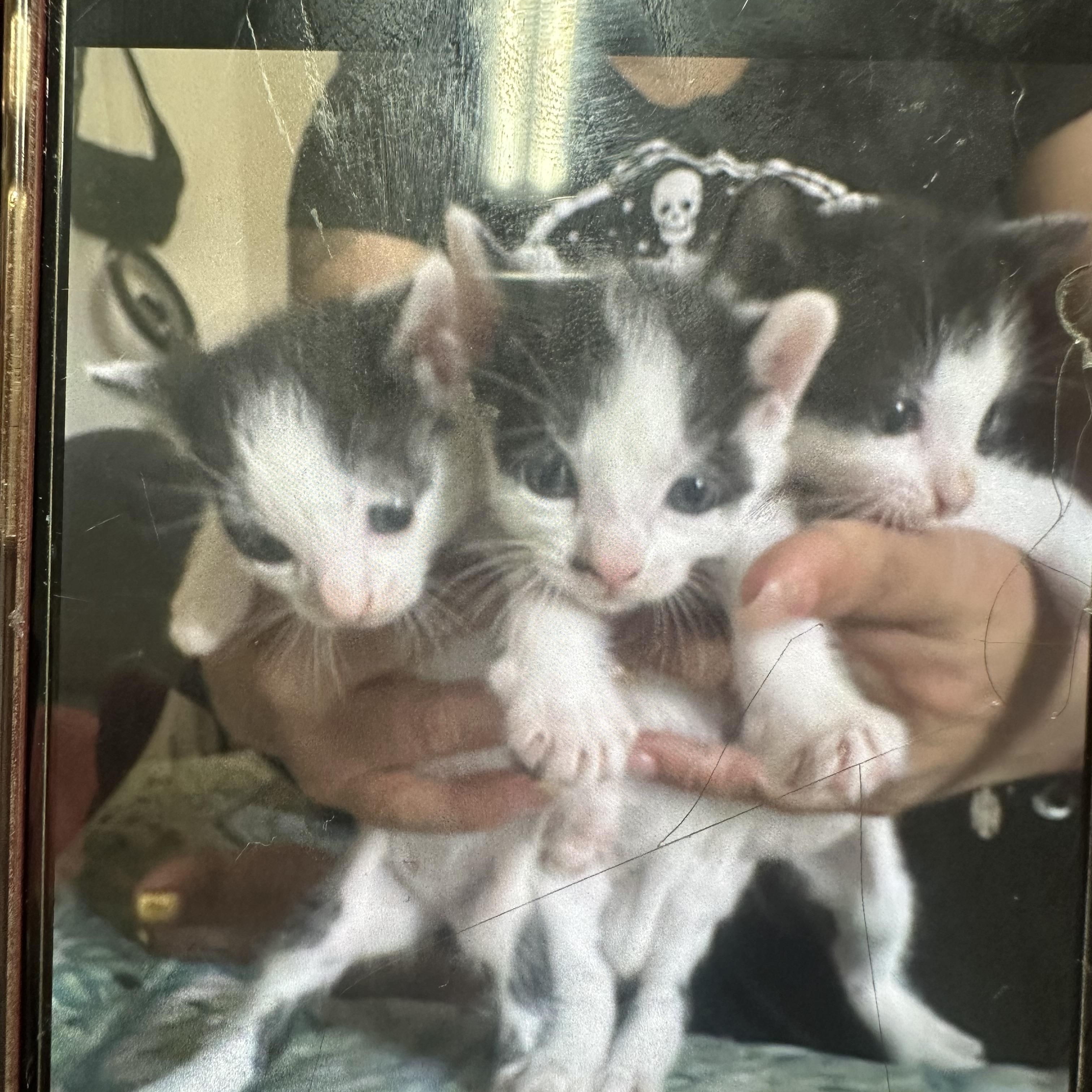 Black White Kittens Coming, a Adoptable Domestic Short Hair in Clifton, NJ image 2/4