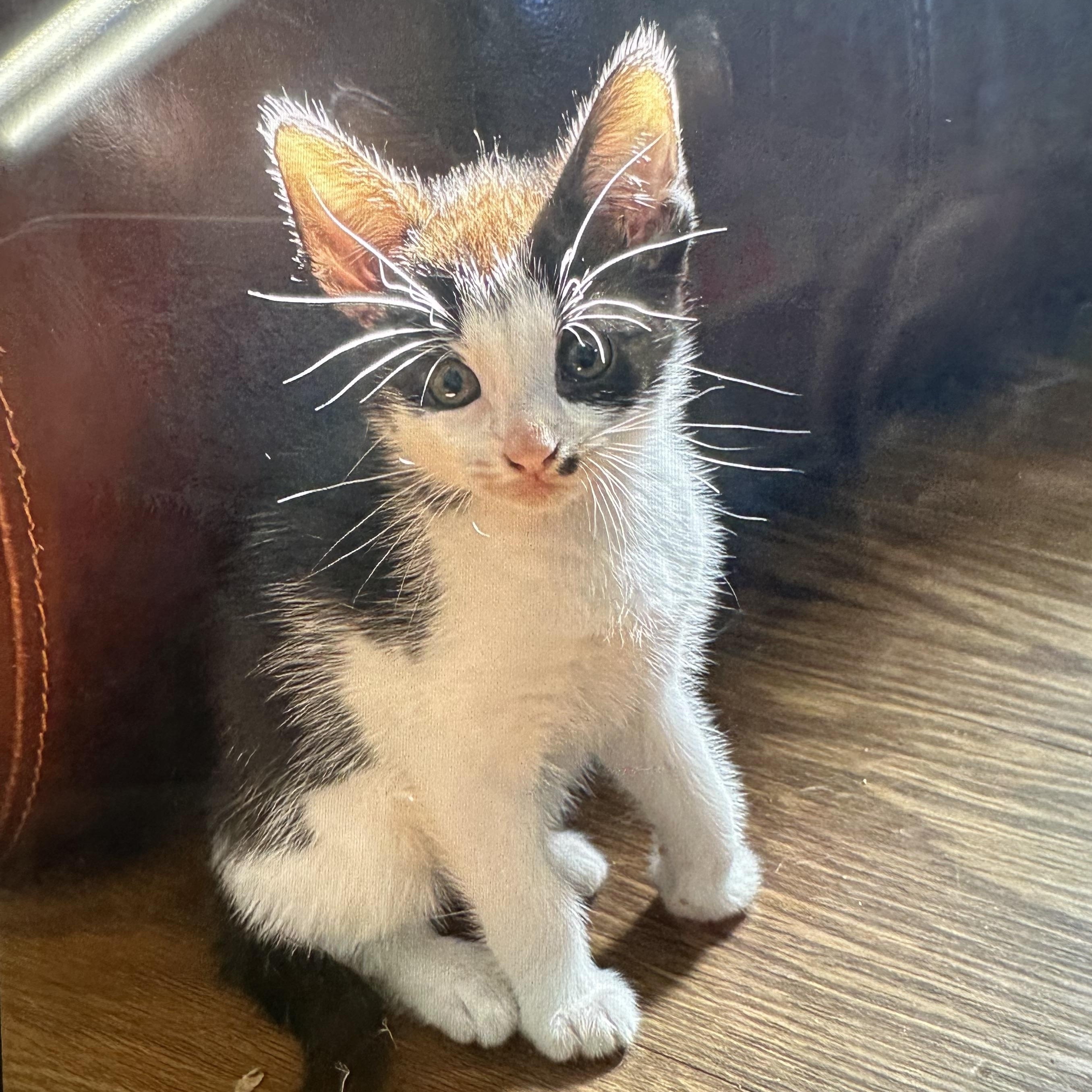 Black White Kittens Coming, a Adoptable Domestic Short Hair in Clifton, NJ image 3/4