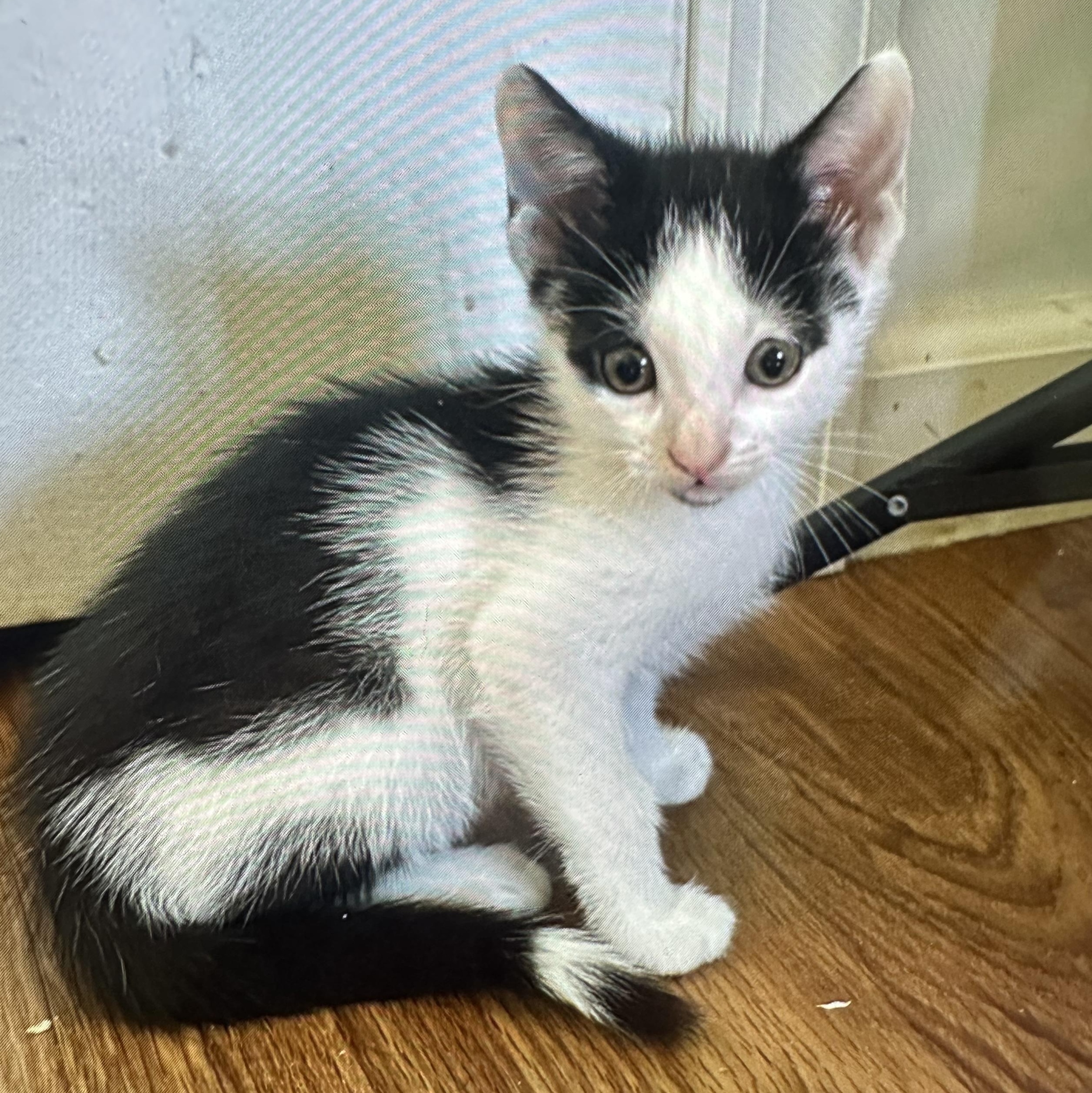 Black White Kittens Coming, a Adoptable Domestic Short Hair in Clifton, NJ image 4/4