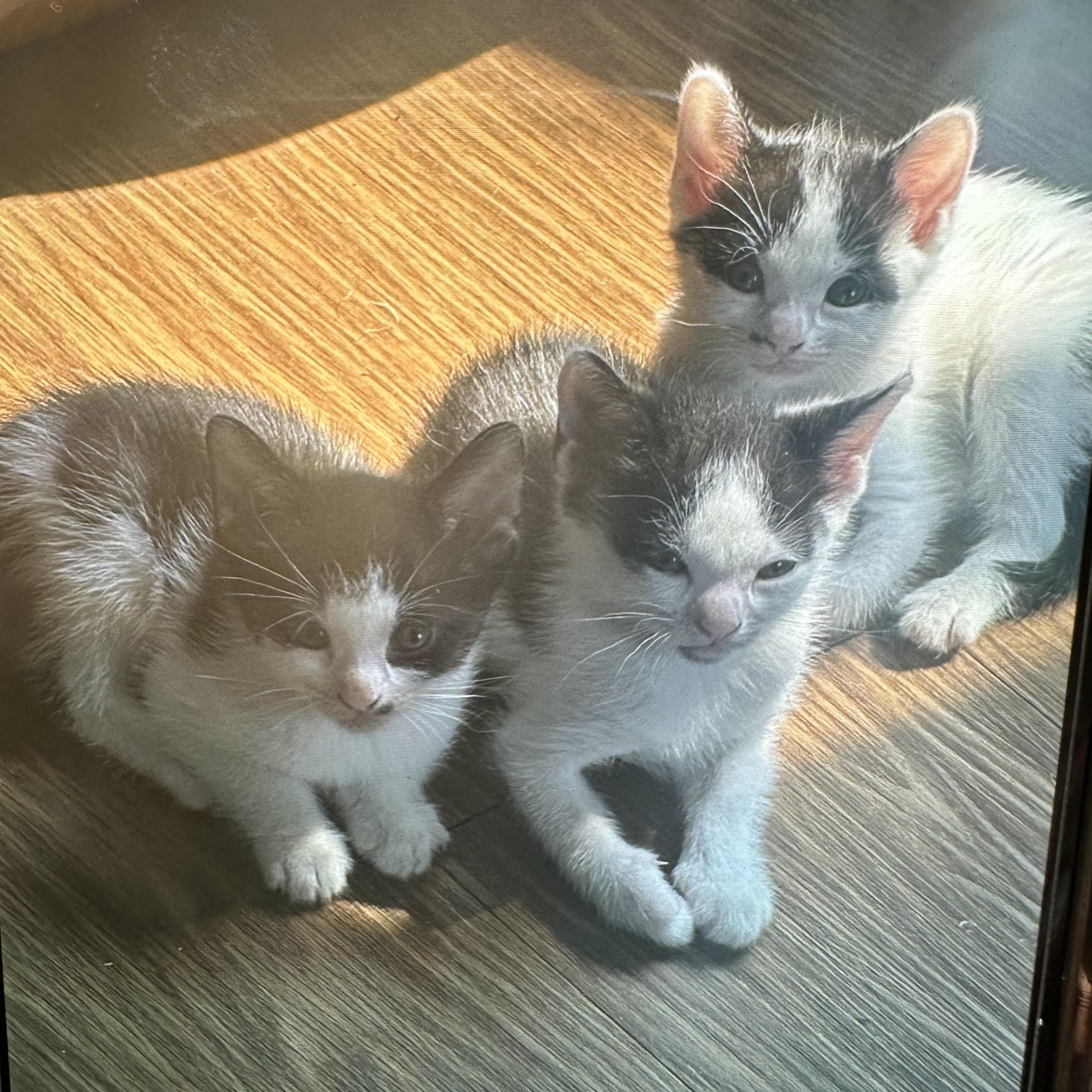 Black White Kittens Coming, a Adoptable Domestic Short Hair in Clifton, NJ image 1/4