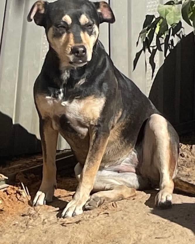 Enlarge Whiskey, a Adoptable mixed breed in Marianna, FL image 1/1