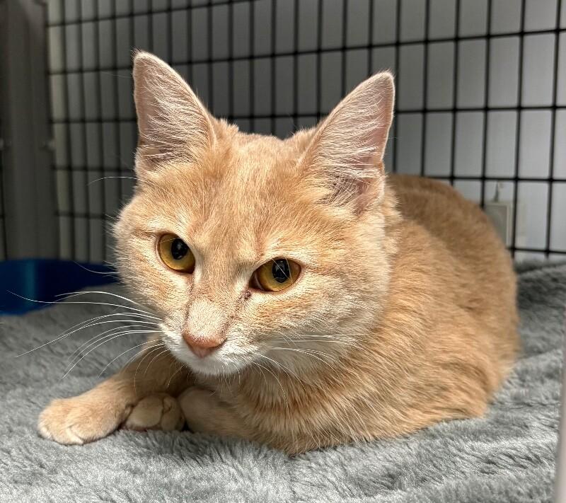 Enlarge Apple Juice, a Adoptable Domestic Short Hair in Katy, TX image 2/3