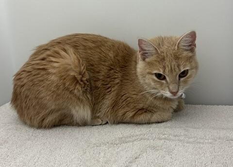 Enlarge Apple Juice, a Adoptable Domestic Short Hair in Katy, TX image 3/3