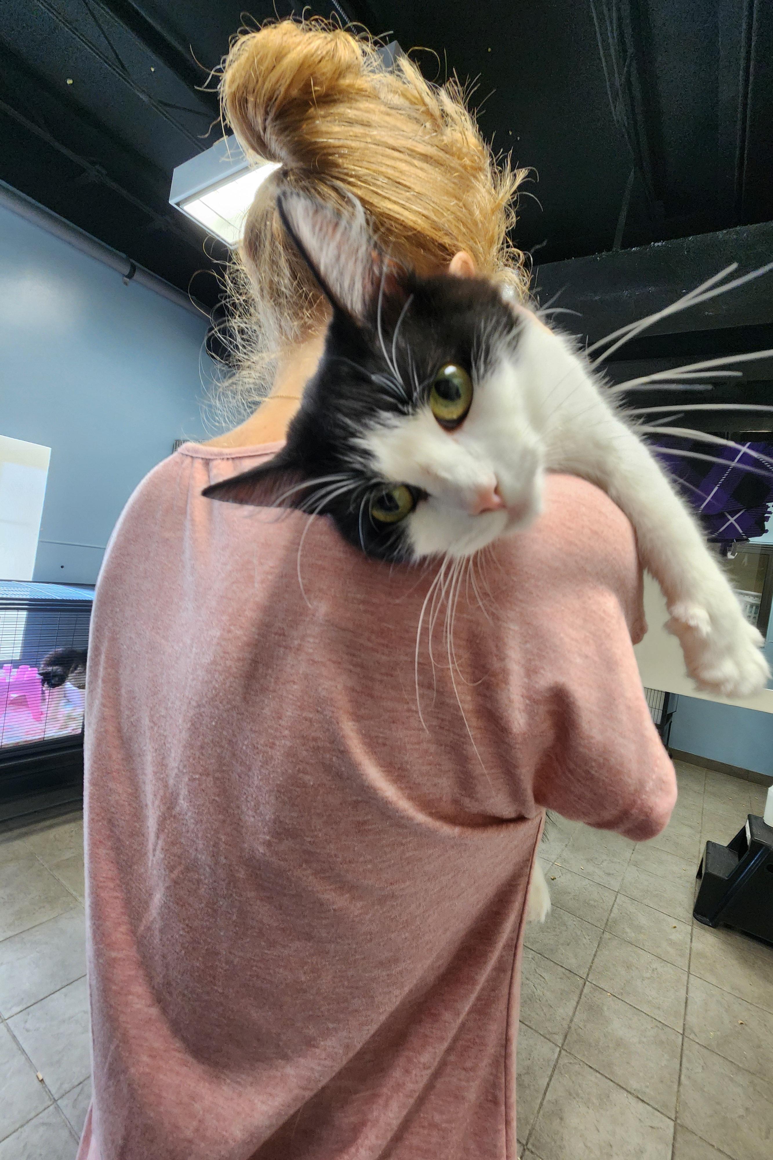 Enlarge Minnie, an adopted Domestic Medium Hair in Sewaren, NJ image 2/2