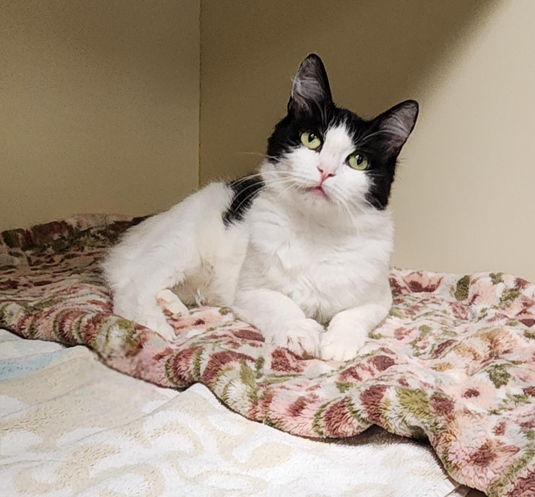 Minnie, adopted, Young Female Domestic Medium Hair.