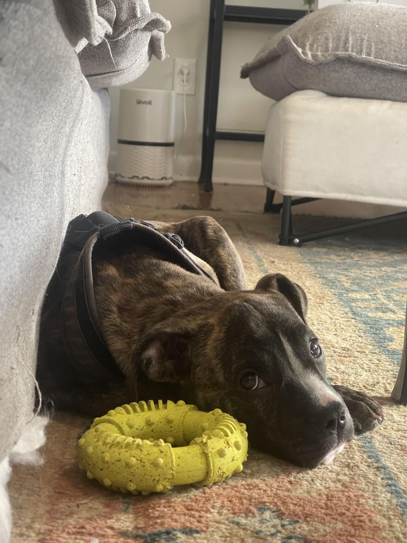 Enlarge Celia, a Adoptable Mixed Breed in Mount Pleasant, SC image 1/3