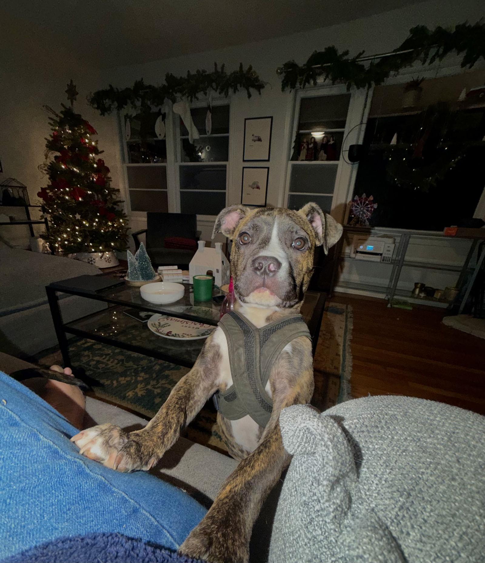 Enlarge Celia, a Adoptable Mixed Breed in Mount Pleasant, SC image 2/3