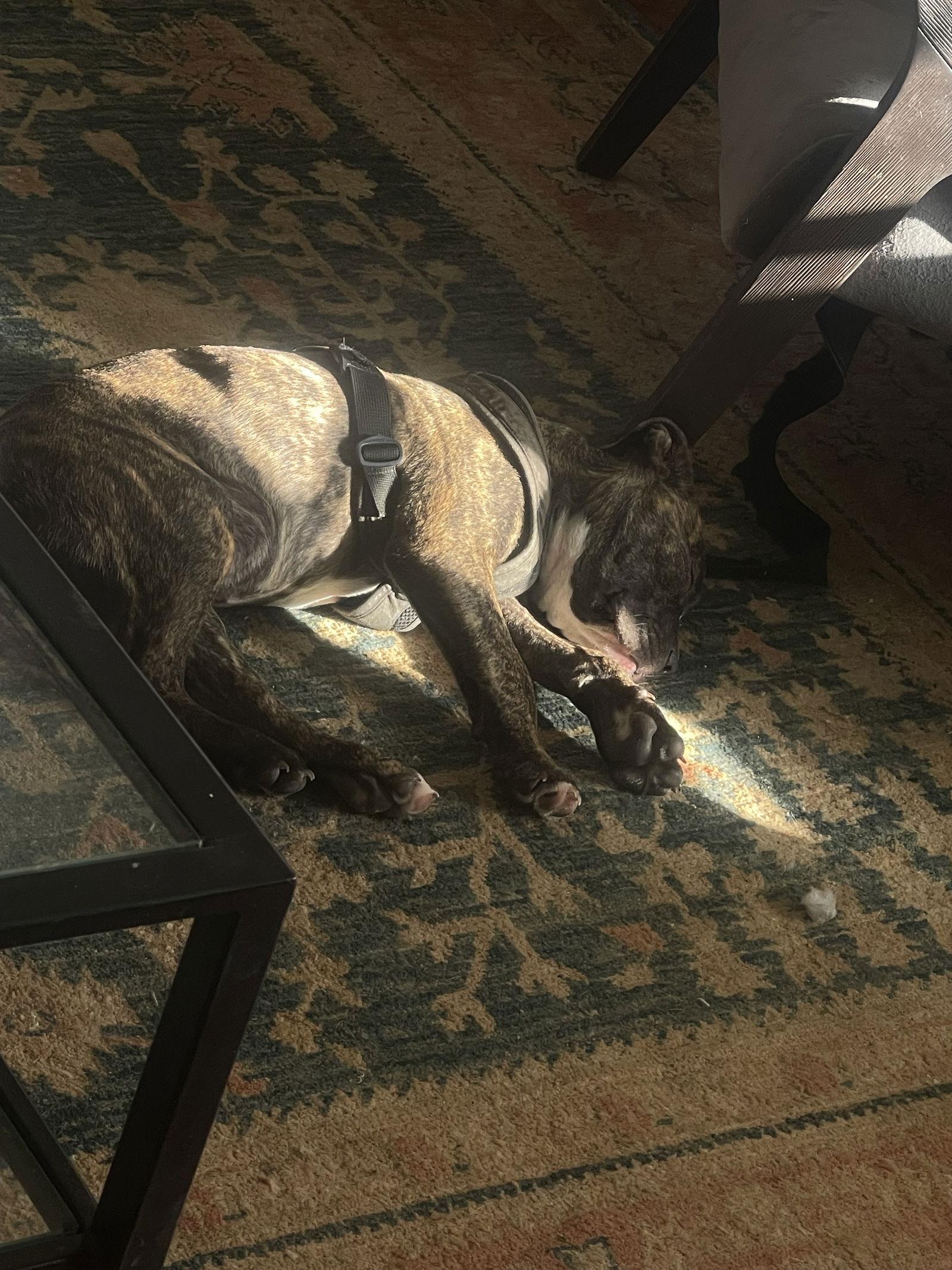 Enlarge Celia, a Adoptable Mixed Breed in Mount Pleasant, SC image 3/3