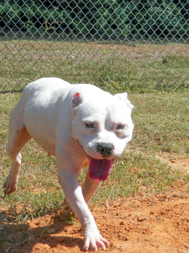 Casserole ✅, Adoptable, Young Female Mixed Breed.