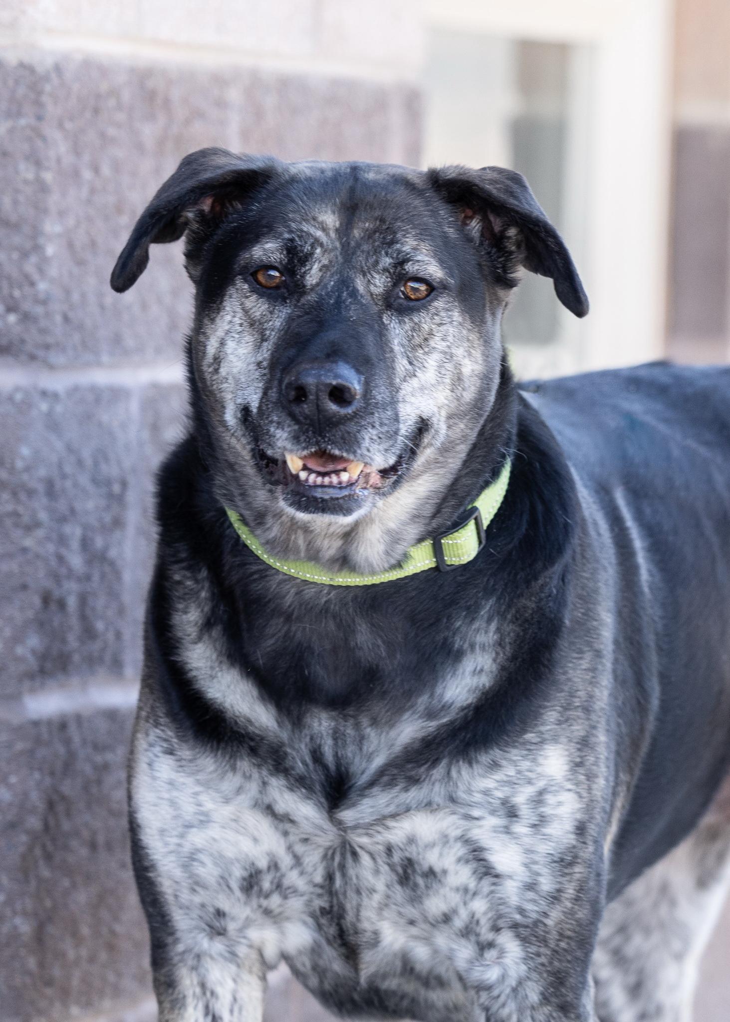 Enlarge HAZEL, a ADOPTABLE mixed breed in Moab, UT image 1/1