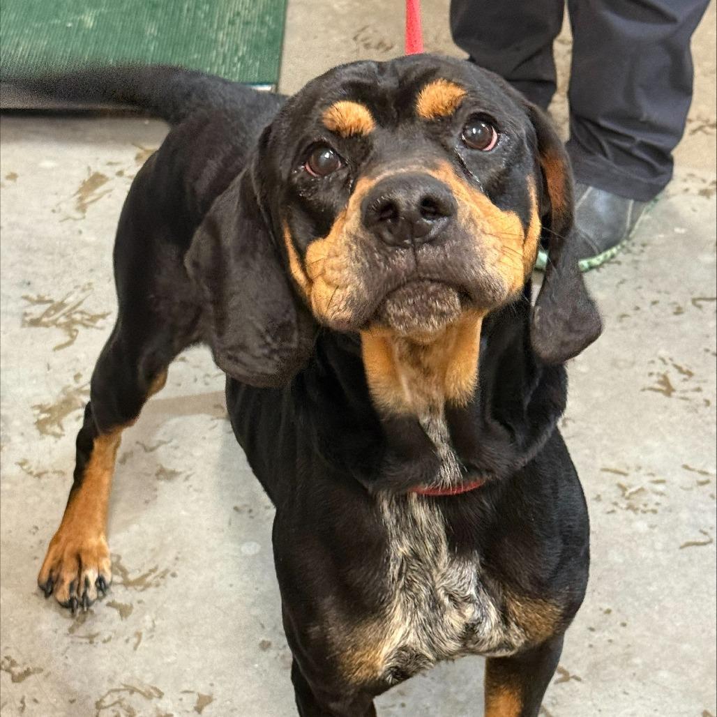 Jimbo, Adoptable, Adult Male Rottweiler & Coonhound.