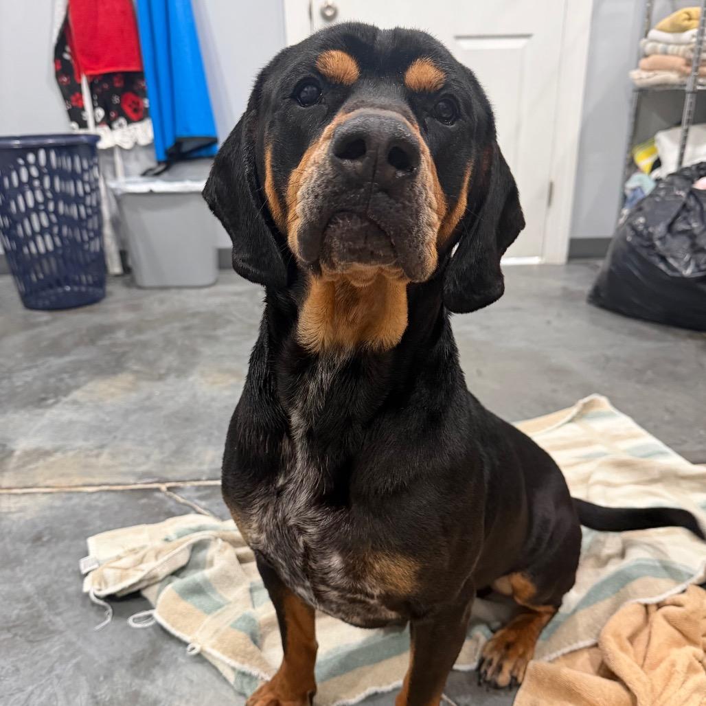 Enlarge Jimbo, a Adoptable mixed breed in Fairmont, WV image 1/3