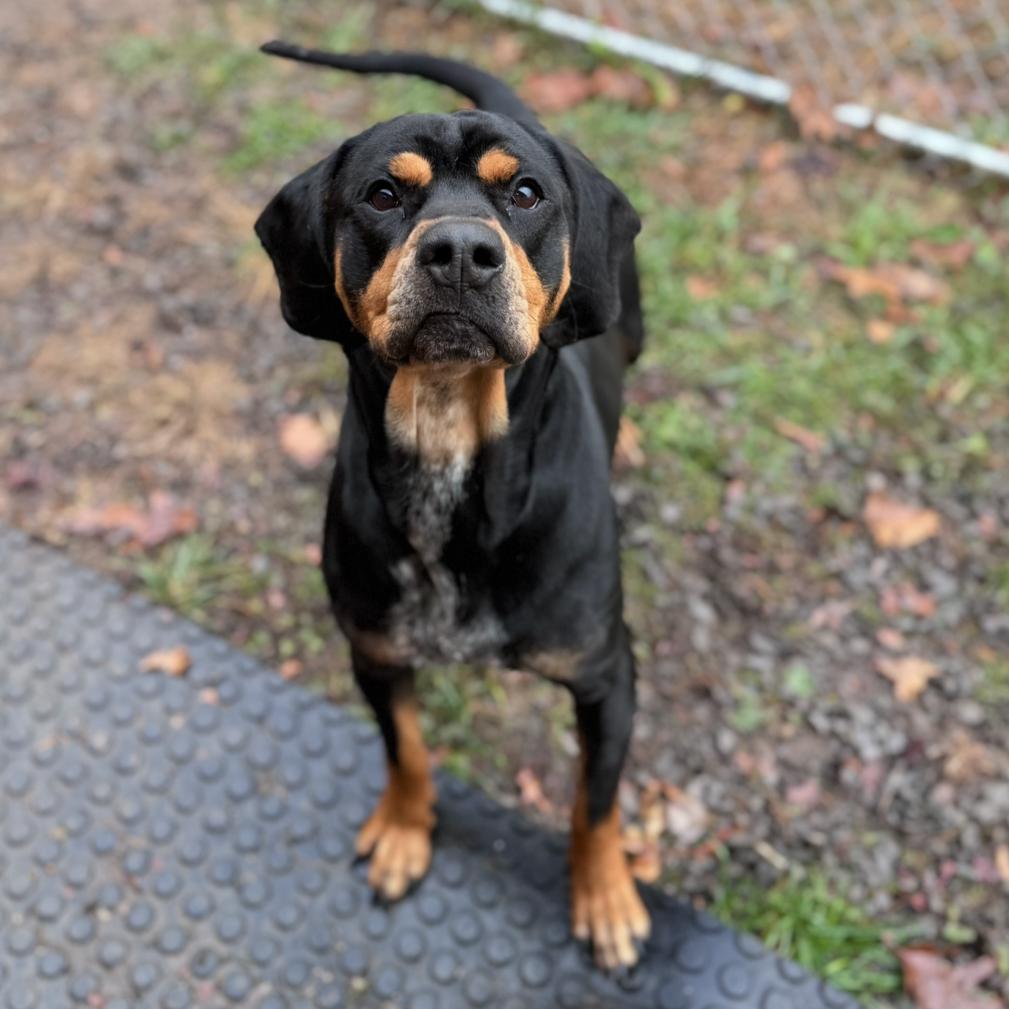 Jimbo, Adoptable, Adult Male Rottweiler & Coonhound.