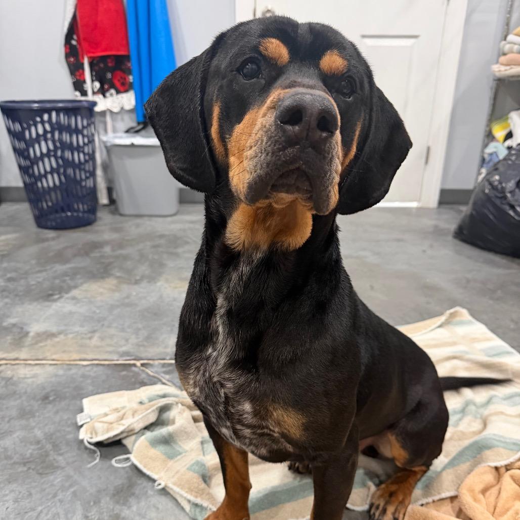 Enlarge Jimbo, a Adoptable mixed breed in Fairmont, WV image 3/3