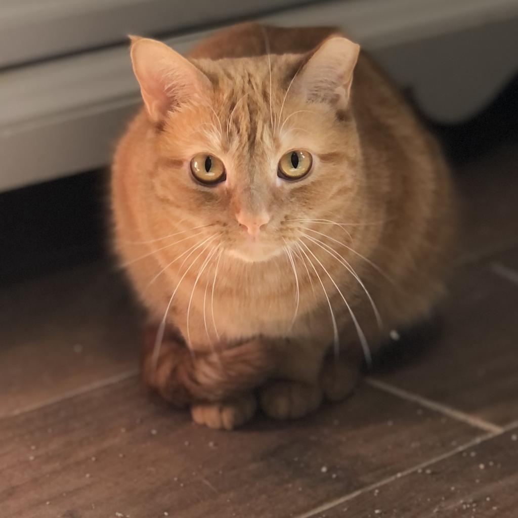 Scarlett - Shy, Adoptable, Adult Female Domestic Short Hair.