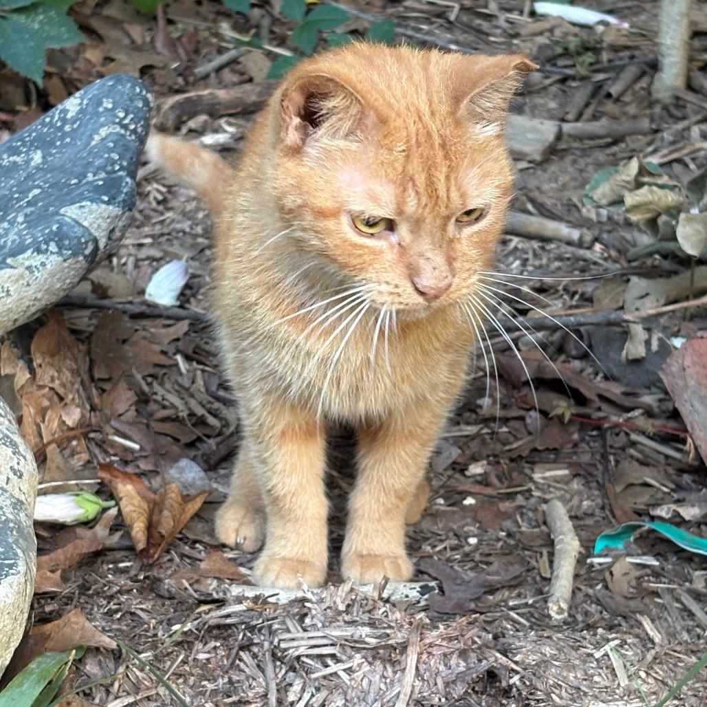 Scarlett - Barn / Working Cat, a Adoptable Domestic Short Hair in ATOKA, TN image 3/4