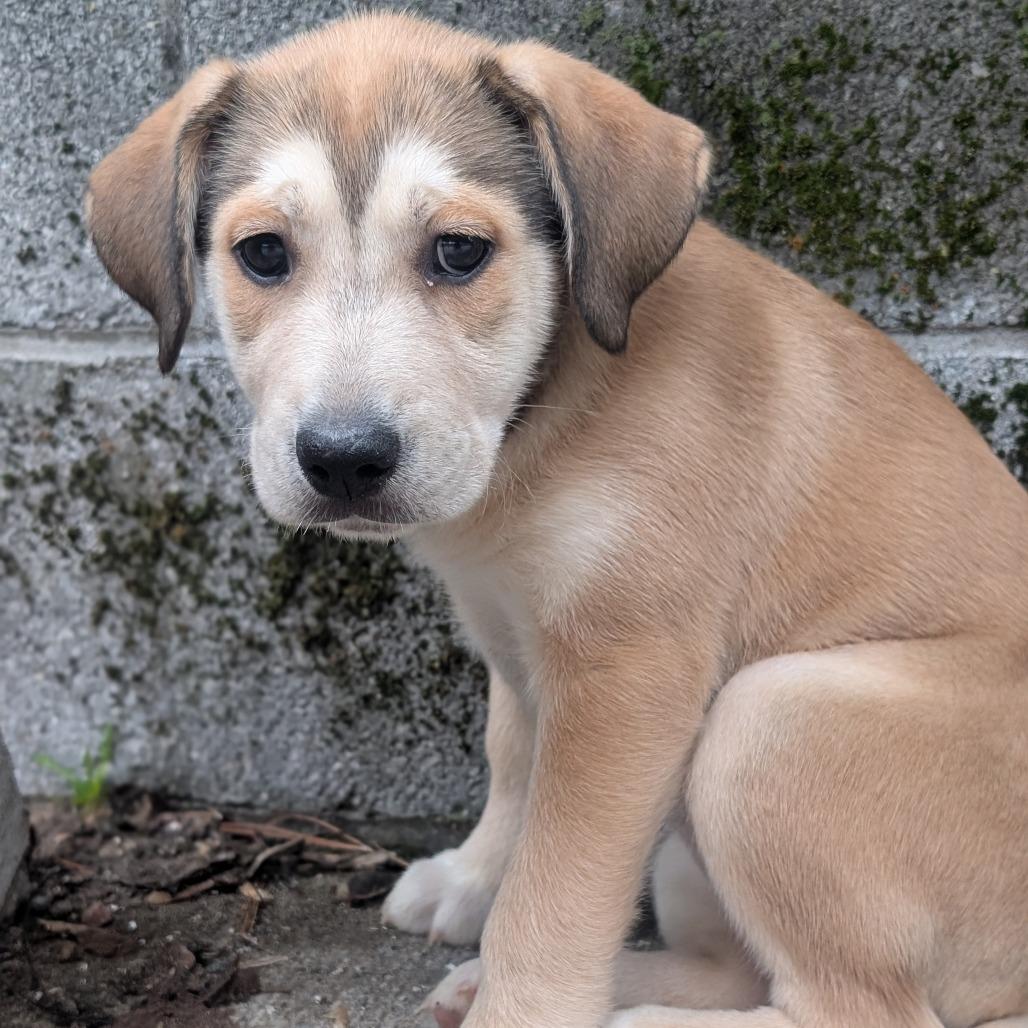 Phoenix — thumbnail 2