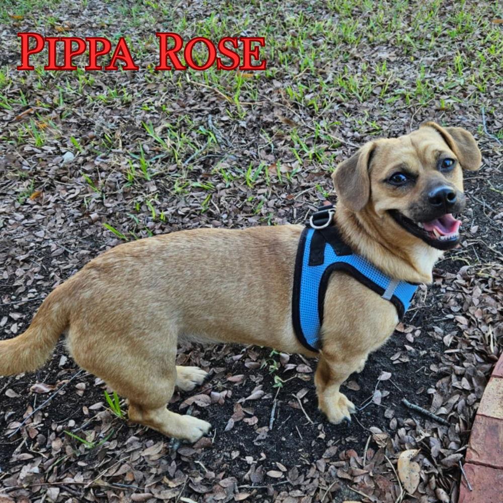 Pippa Rose, Adoptable, Adult Female Dachshund.