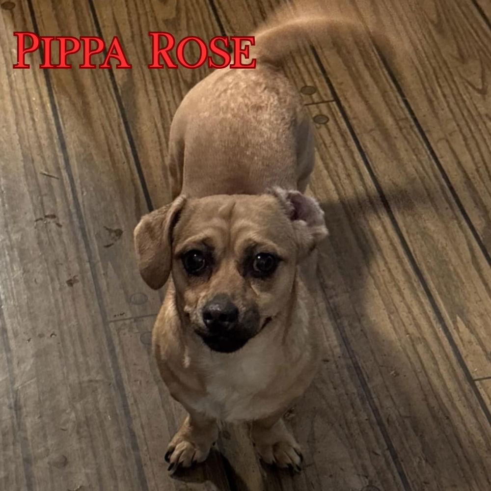Enlarge Pippa Rose, a Adoptable Dachshund in San Antonio, TX image 2/3