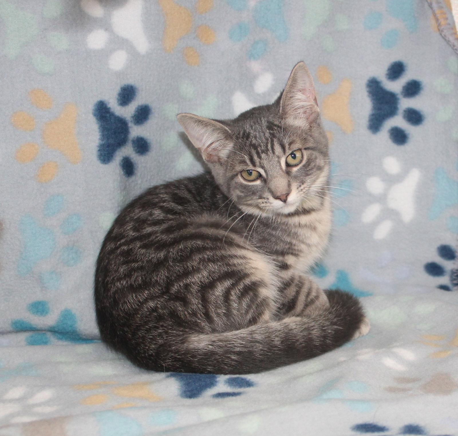 Kritter - 43701, Adoptable, Kitten Male Domestic Short Hair & Tabby.