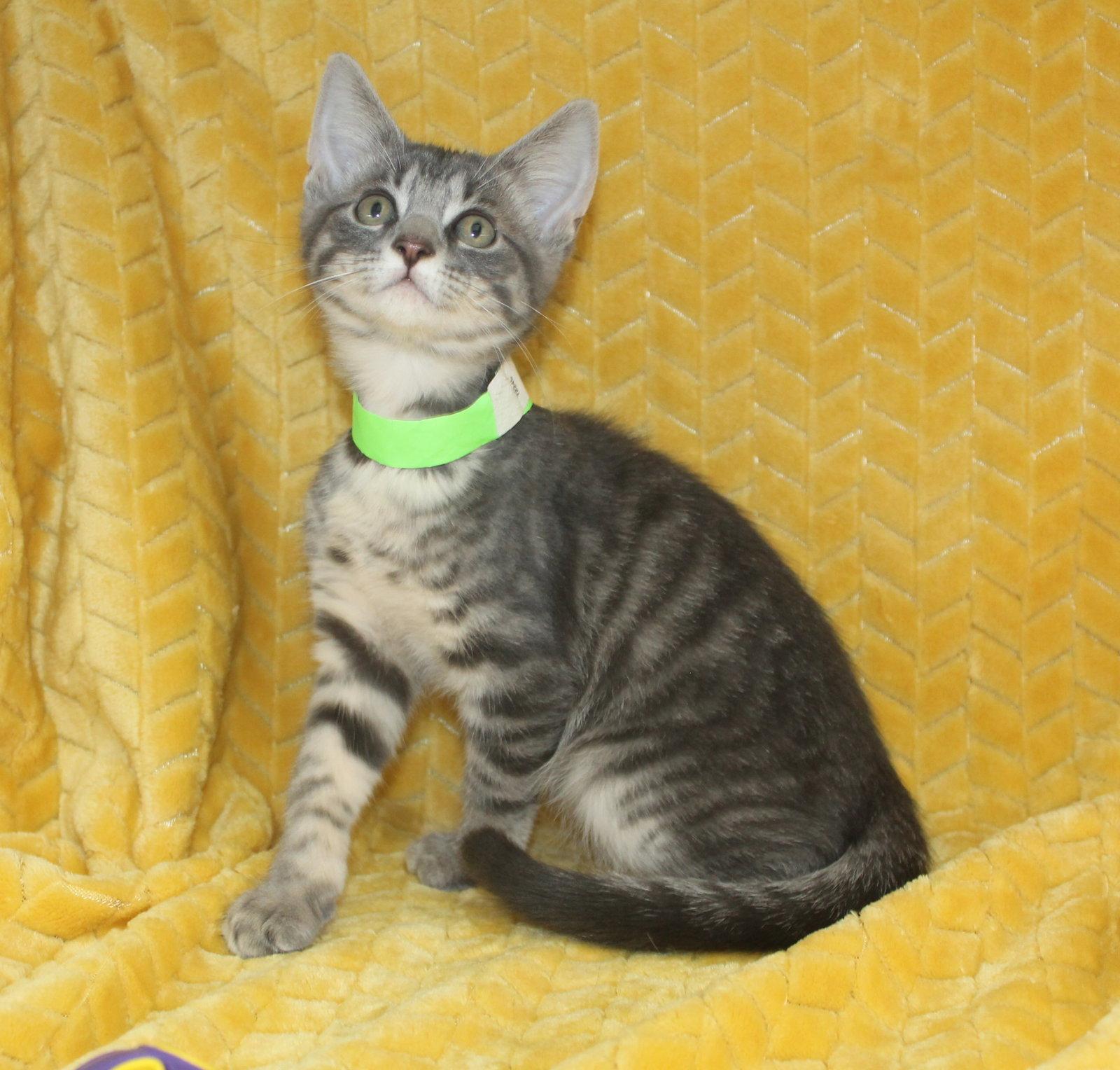 Kritter - 43701, a Adoptable mixed breed in Prattville, AL image 2/3
