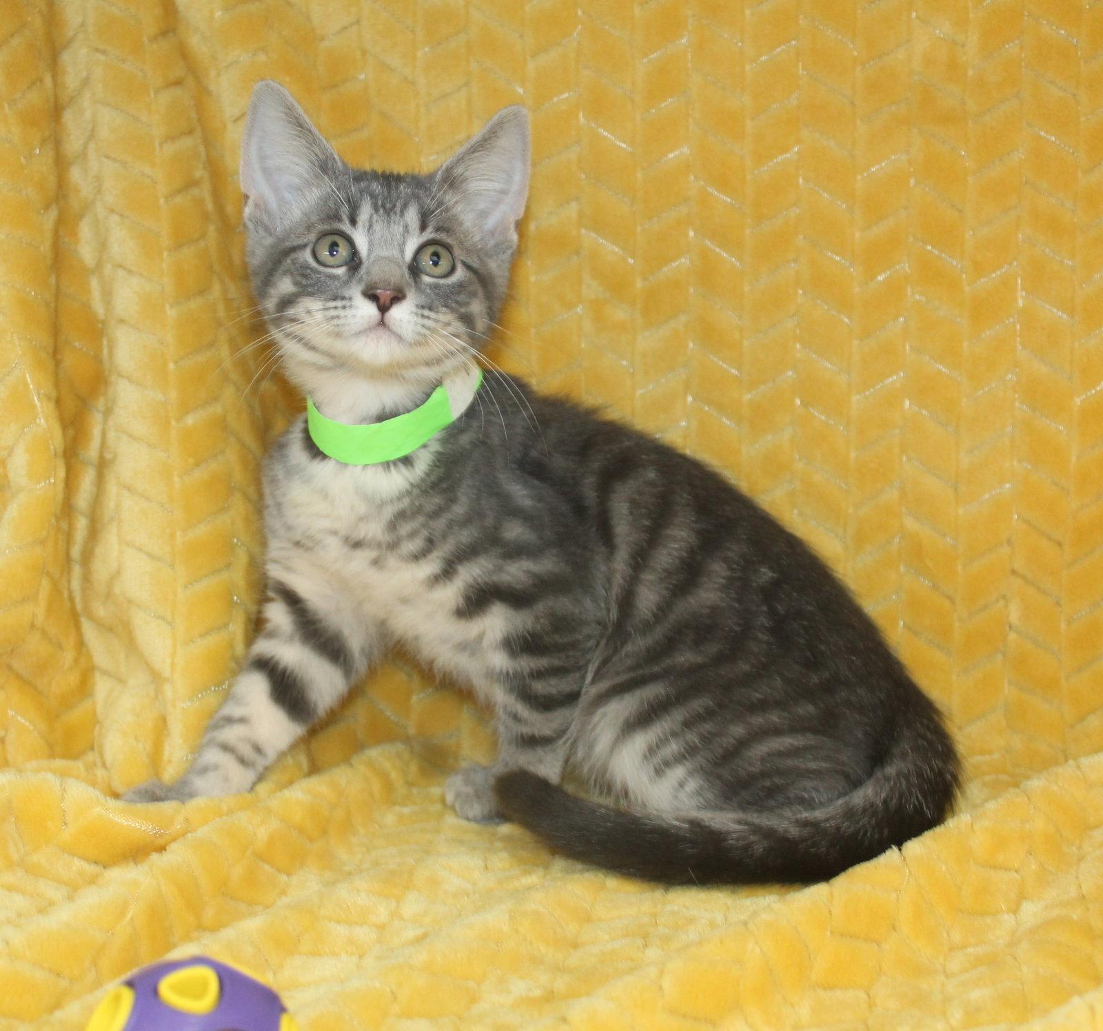 Kritter - 43701, a Adoptable mixed breed in Prattville, AL image 3/3