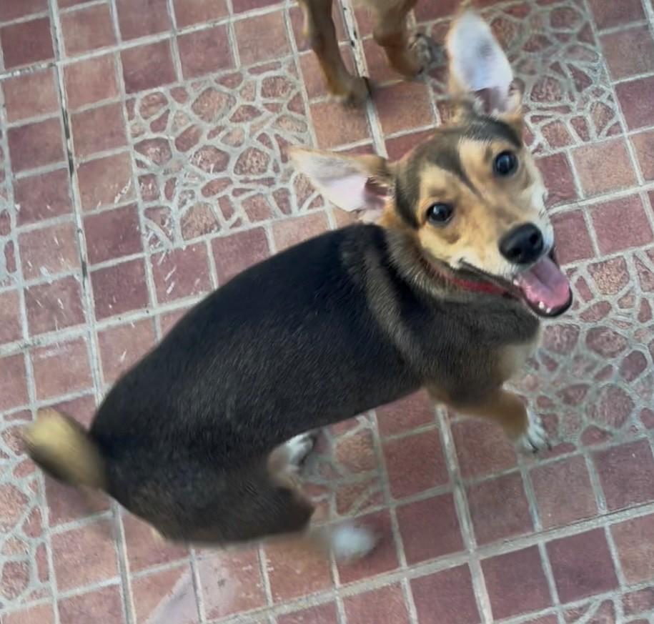 Destiny, Adoptable, Young Female Chihuahua.